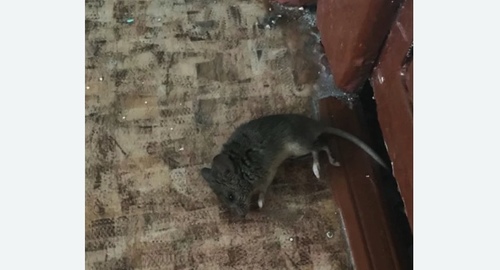 Дезинфекция от мышей в Дзержинске